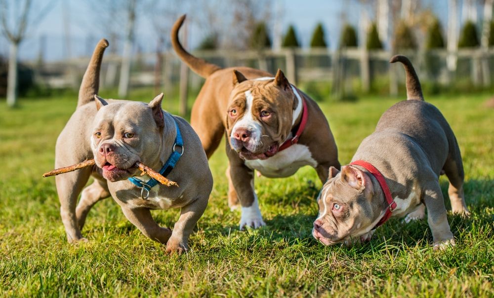 Three,Chocolate,Color,American,Bully,Dogs,Are,Walking
