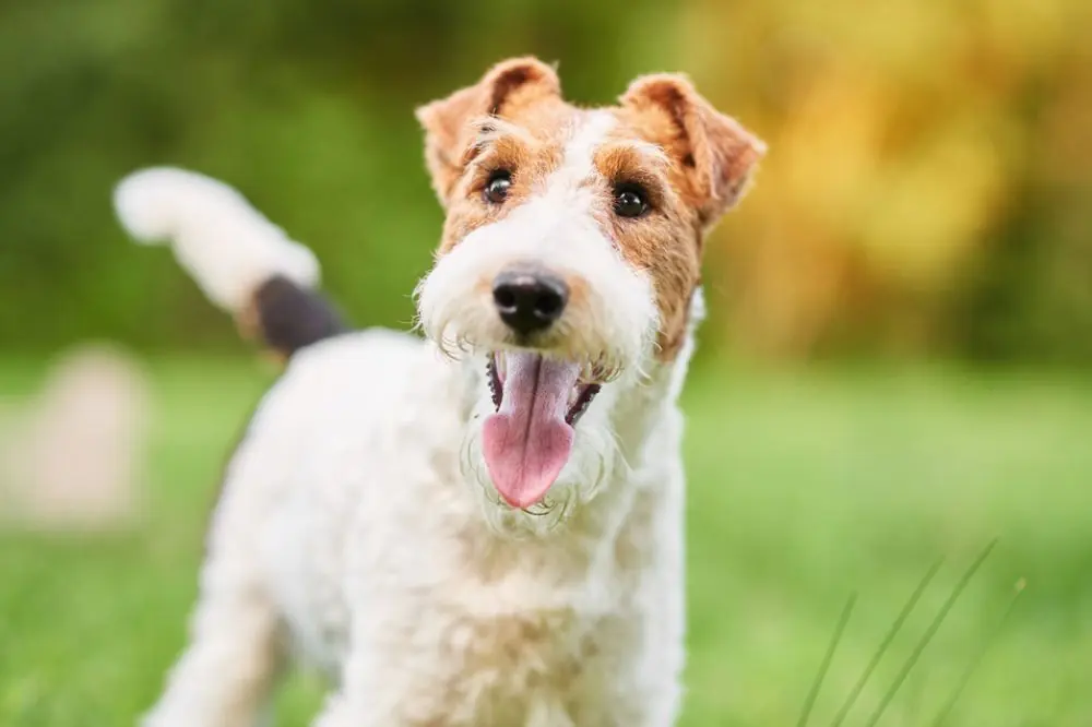 Soins de base et specifiques dont le Fox Terrier a besoin