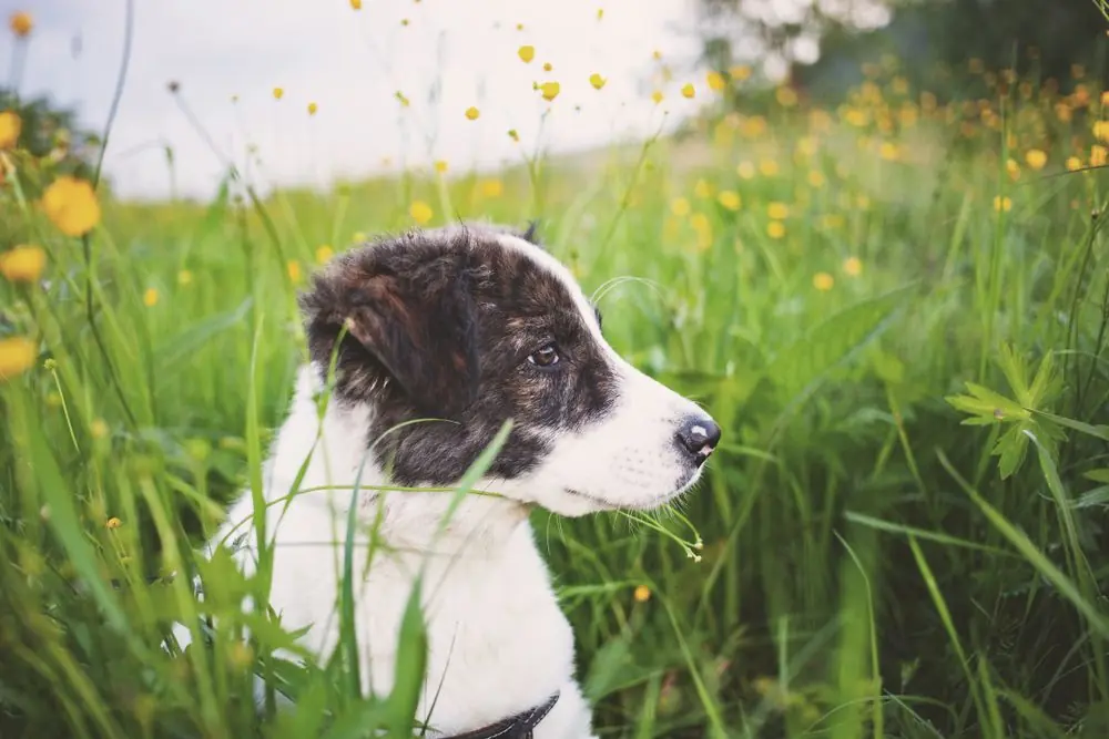 Cute,Shepherd,Dog,Puppy,On,Green,Meadow