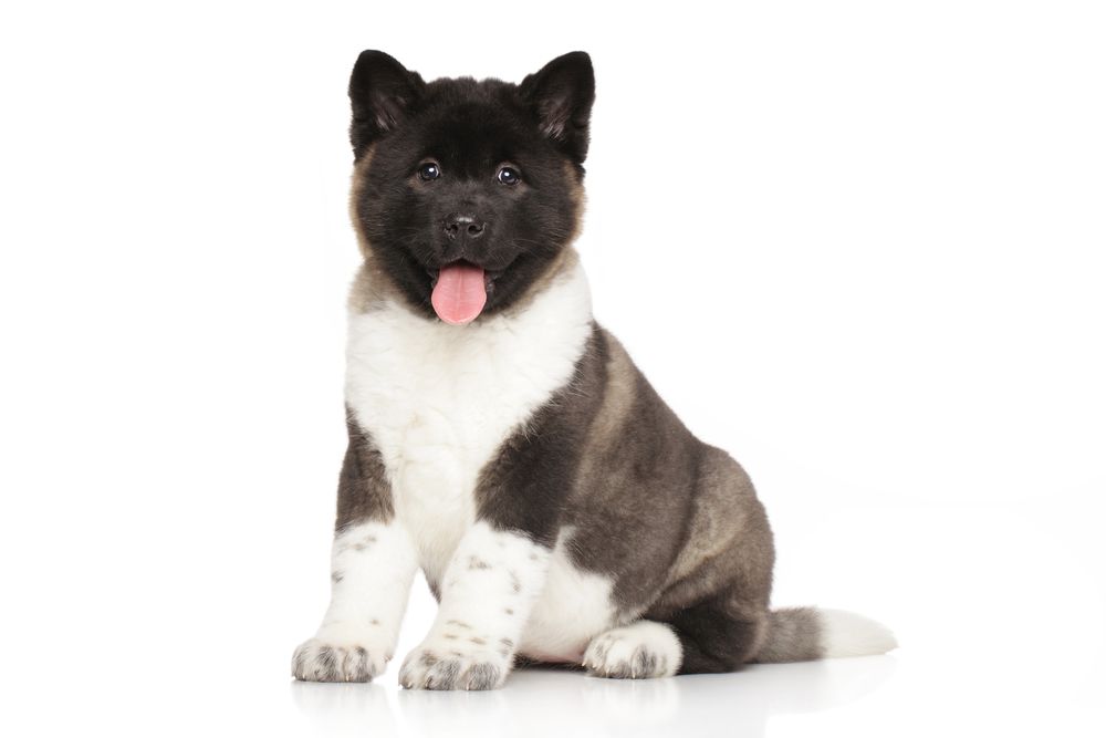 Portrait,Of,American,Akita,Puppy,In,Front,Of,White,Background