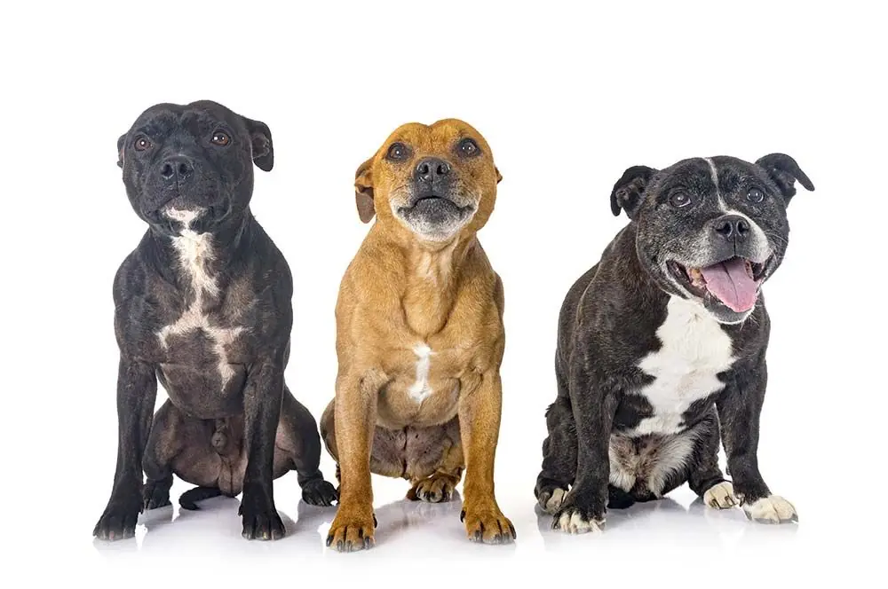 Staffordshire bull terrier: características, cuidados, alimentación y carácter