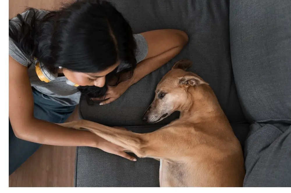 Sterilisation chez les femelles