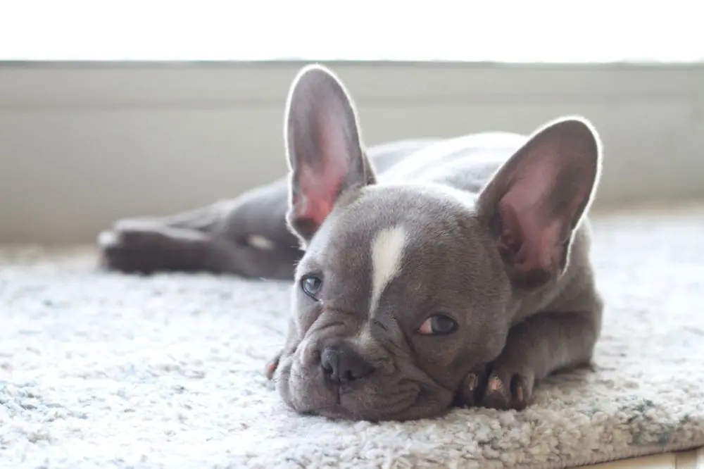 Suggerimenti per stabilire un programma di alimentazione adeguato per il tuo cane di piccola taglia
