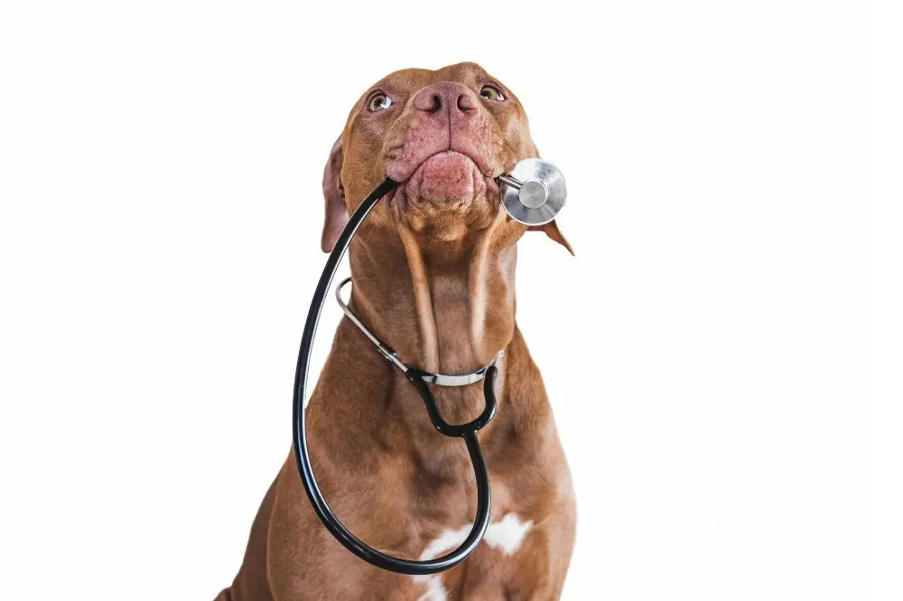 Supplements pour les articulations