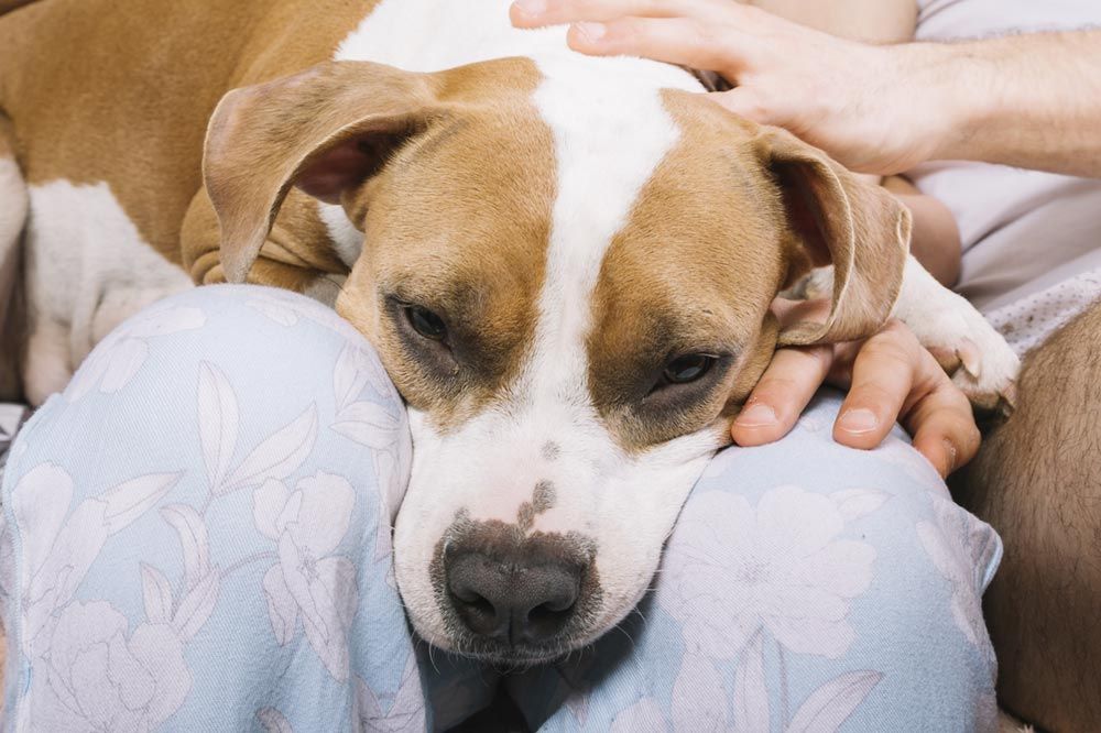 Symptomes de la bronchite chien