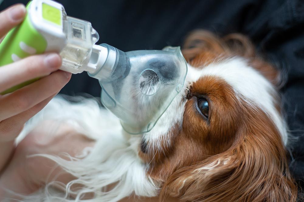 Symptomes de lasthme chien