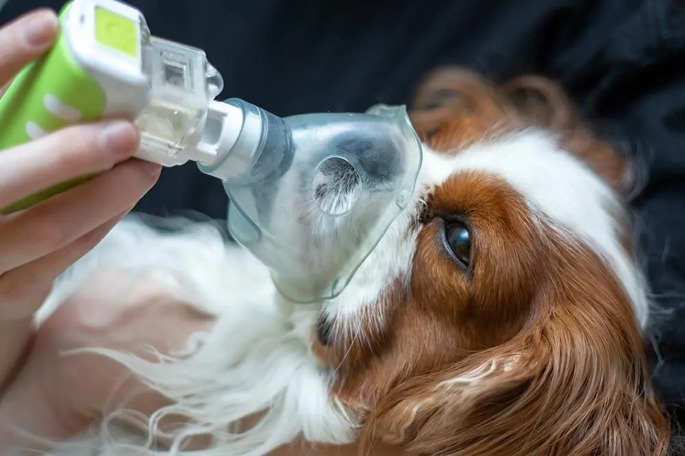 Symptomes de lasthme chien