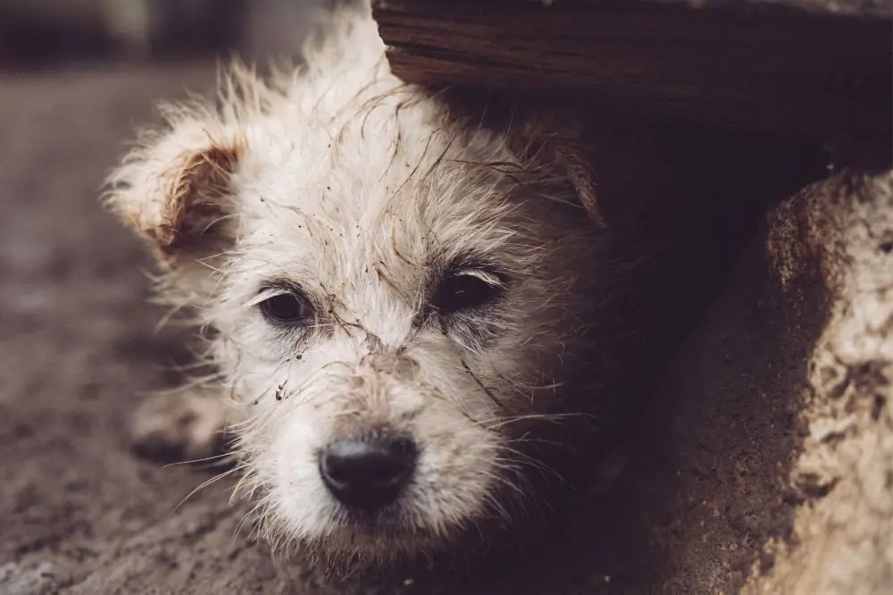 Symptomes dinfections urinaires chez le chien