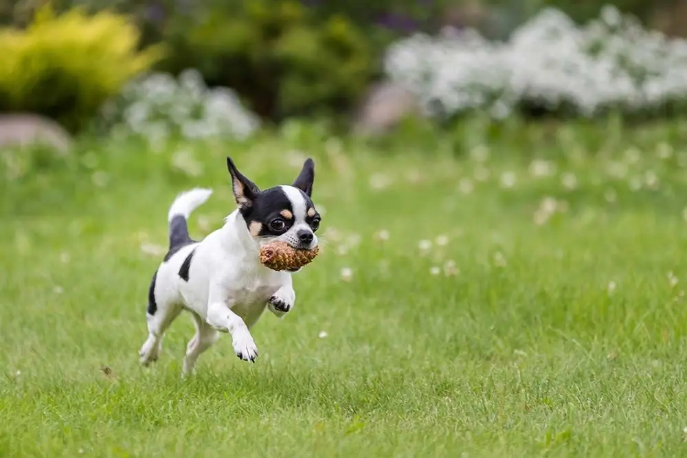 Tacchino con patate dolci e fagiolini