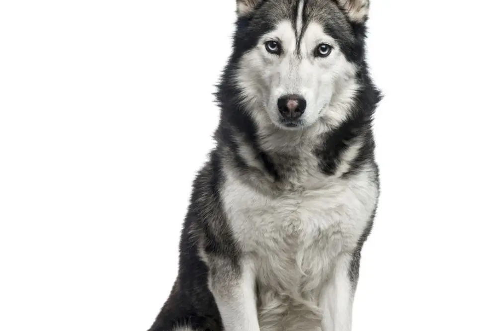 Temperament de la race et de la personnalite avec la famille