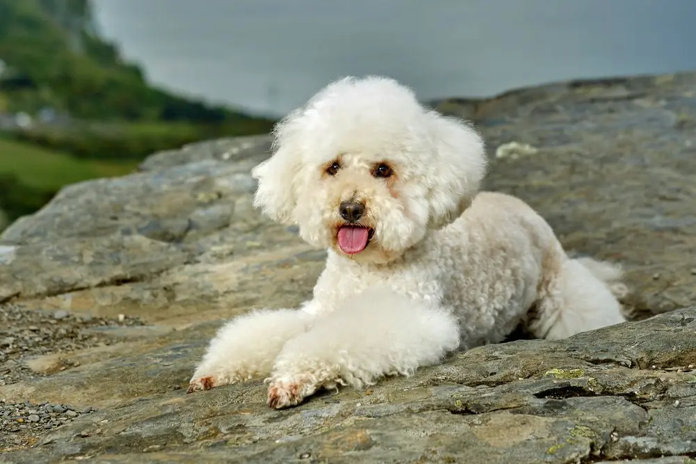A,White,Poodle,Lying,In,The,Mountains