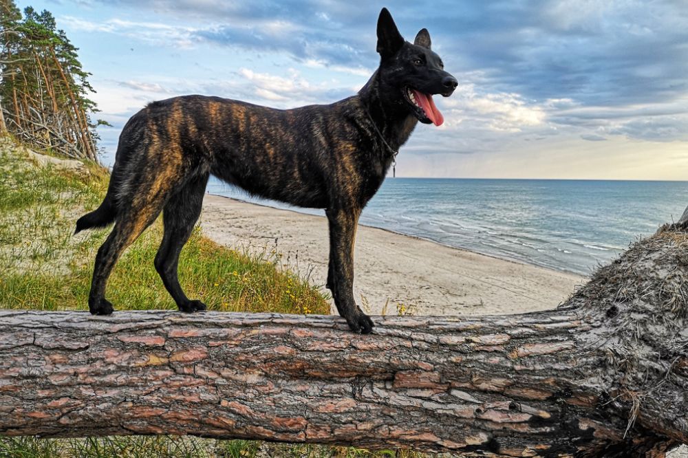Temperament du pasteur hollandais
