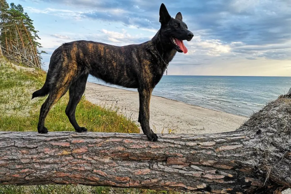 Temperament du pasteur hollandais