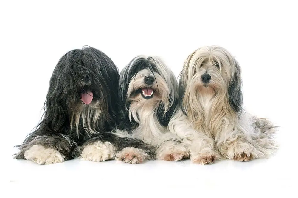 Terrier Tibetano: características, cuidados, alimentación y carácter