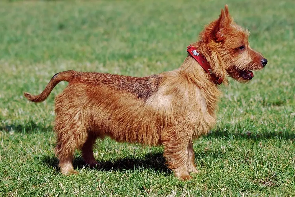 Terrier australiano: características, cuidados, alimentación y carácter