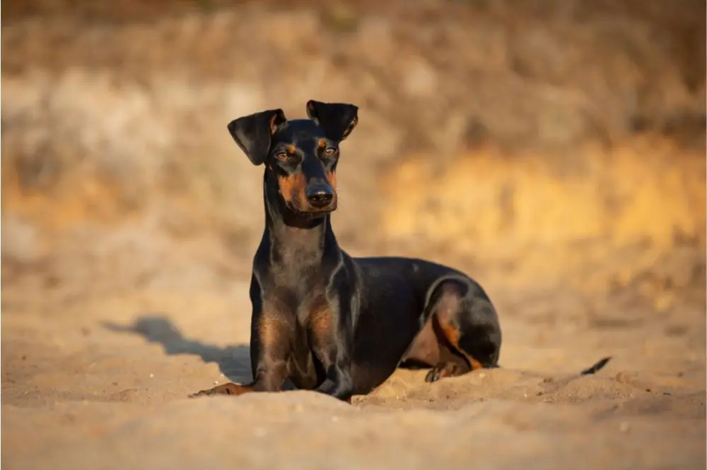 Terrier de Manchester: Caractéristiques, Caractère et Soins