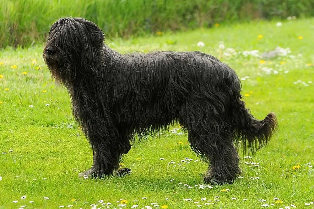 Terrier negro ruso: características, cuidados, alimentación y carácter
