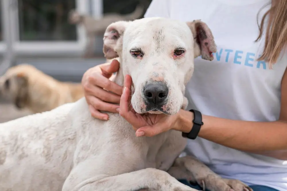 Therapies alternatives