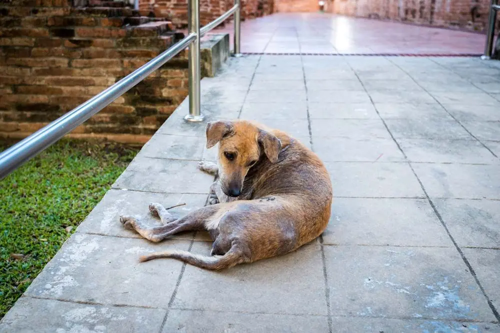 Tipi di scabbia canina