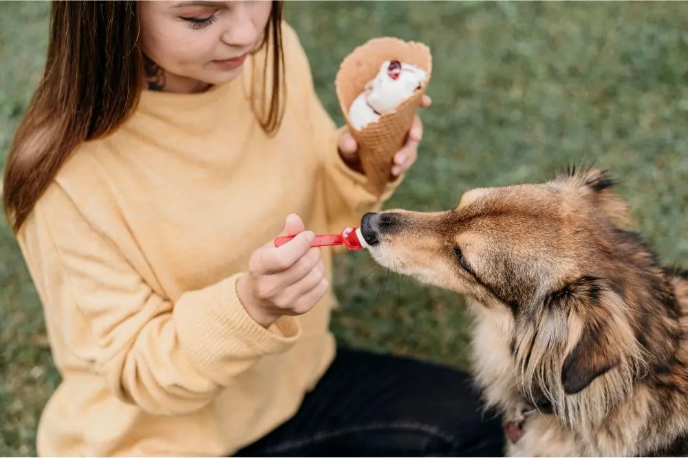 Tout ce que vous devez savoir sur les allergies alimentaires chez les chiens