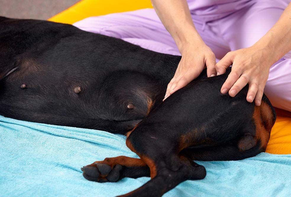 Trattamenti per la displasia dell anca