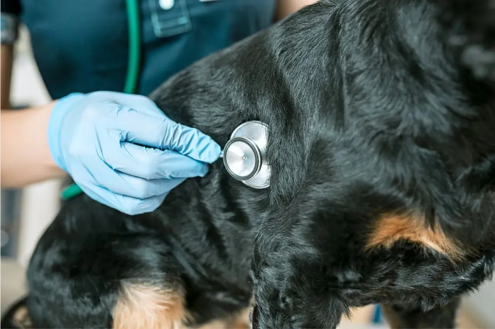 Trattamento della gastrite nei cani