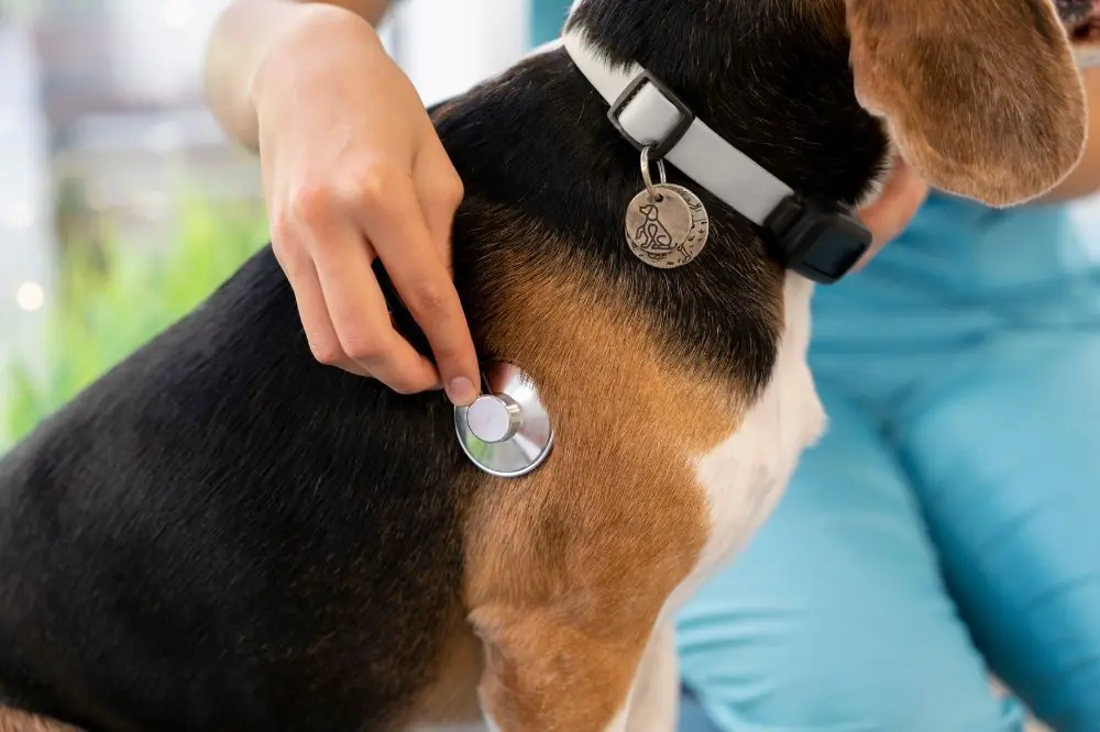 Trattamento dellanemia nei cani