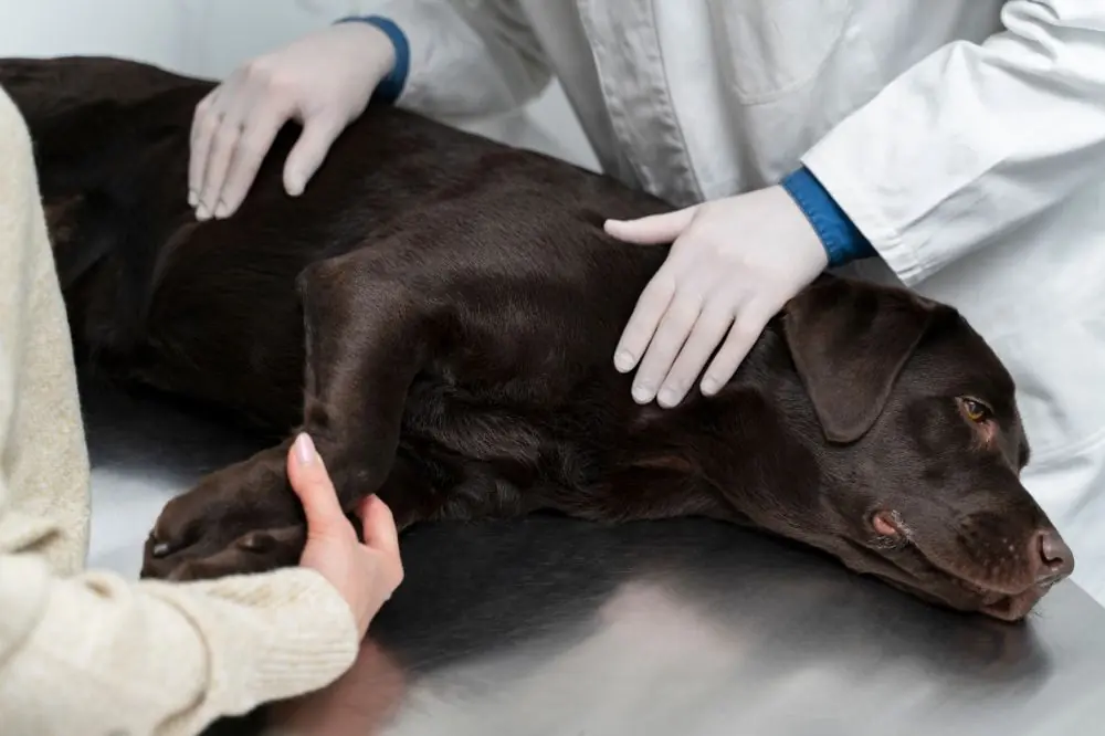 Tumore intestinale cane: cosa fare per prevenire l'insorgenza di questa malattia