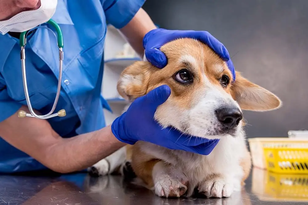 Tumore al cervello del cane: gli ultimi sviluppi sulla prevenzione e le cure disponibili