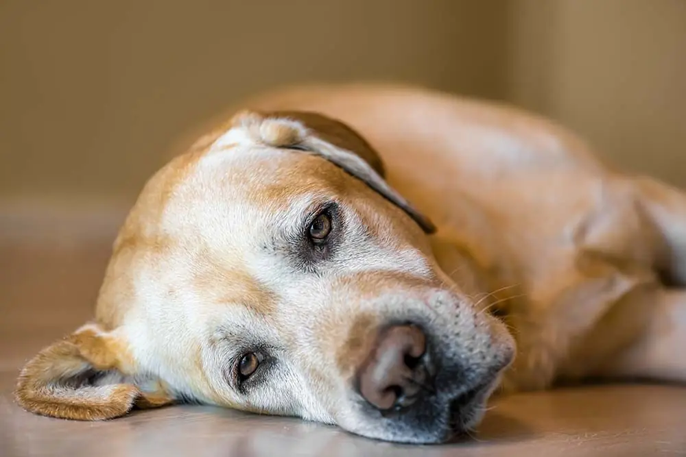 Tumore alla gola del cane: i sintomi, le cause e come prevenire