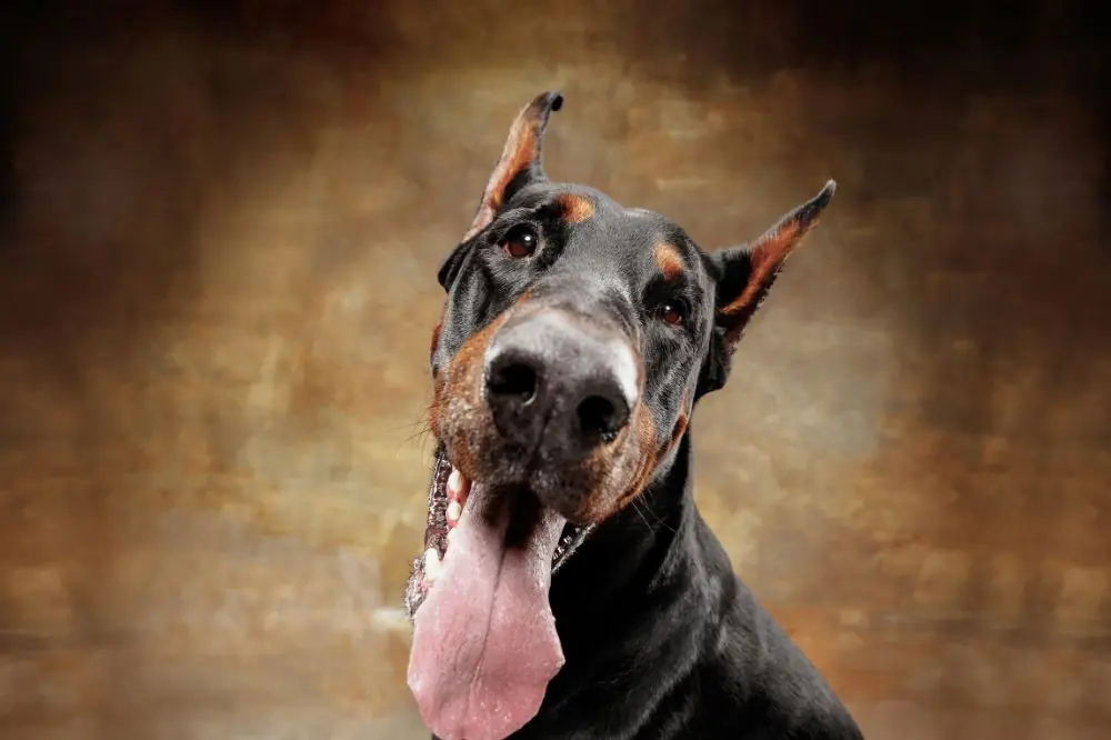 Un Dobermann con problemi al cervello: come aiutarlo