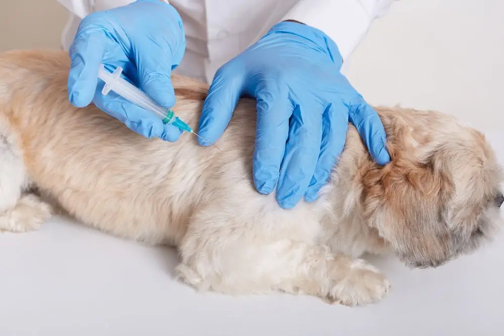 Vaccini Obbligatori Per Cani In Italia Una Guida Completa vaccini-obbligatori-per-cani-in-italia-una-guida-completa