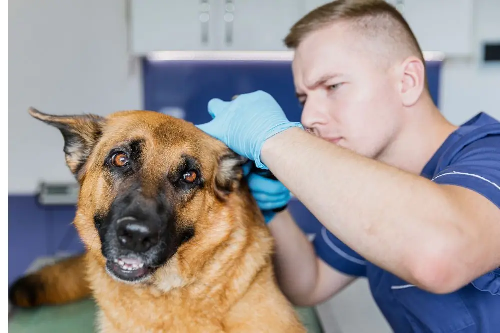 Verifiez regulierement les oreilles de votre chien