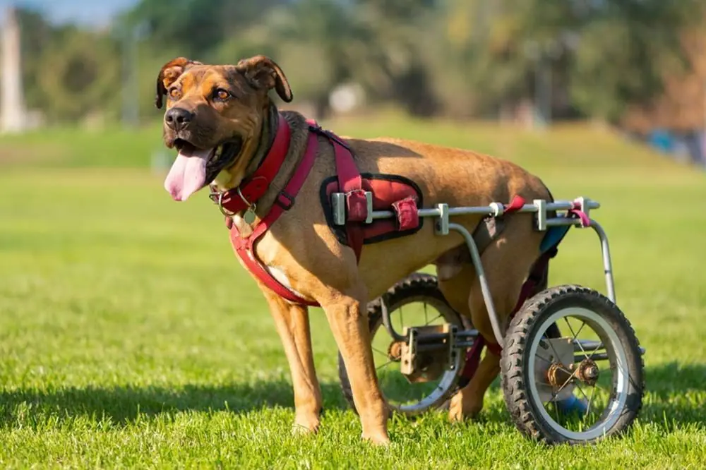 Vivere con displasia: quanto tempo può durare un cane afetto da questa patologia?