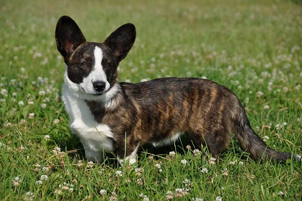 Welsh corgi Cardigan: características, cuidados, alimentación y carácter
