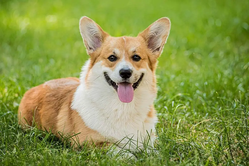 Welsh corgi Pembroke: características, cuidados, alimentación y carácter