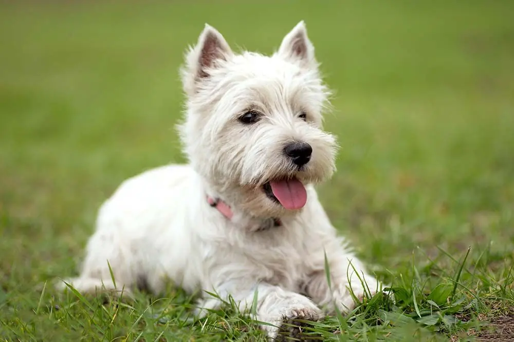 West highland white terrier: características, cuidados, alimentación y carácter
