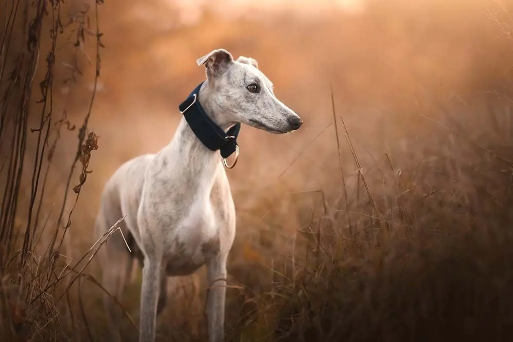 Whippet: características, cuidados, alimentación y carácter