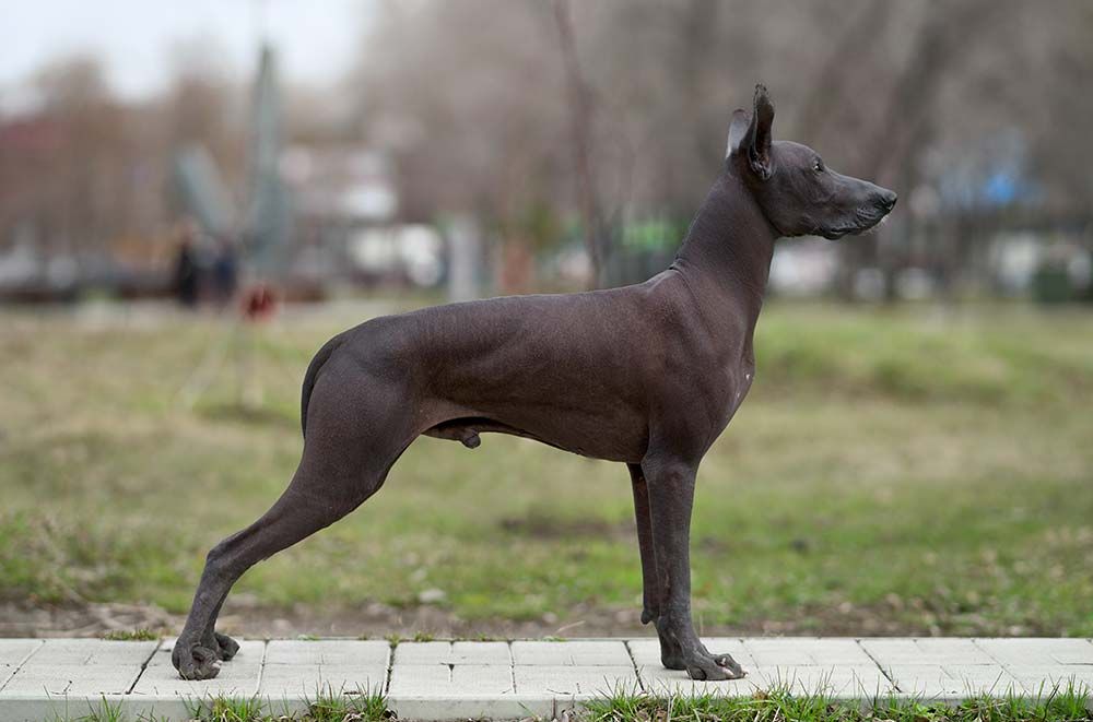 Xoloitzcuintli