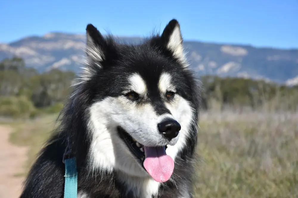 Le Husky. Caractéristiques, caractère et soins