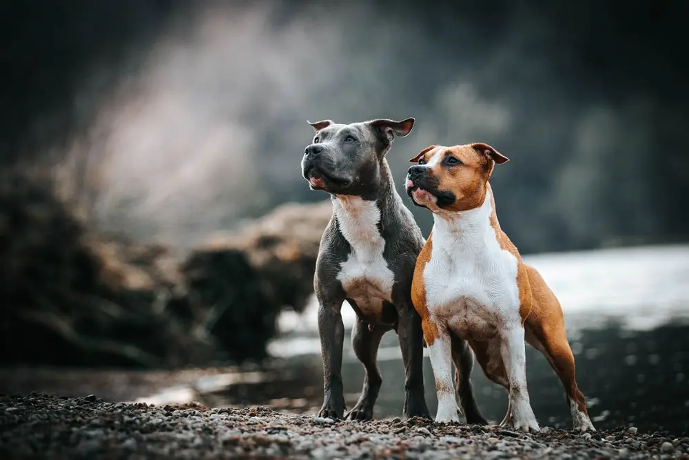 L'american staffordshire terrier: Caractéristiques, caractère et soins