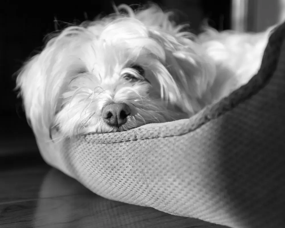 Bichon maltais. Caractéristiques, caractère et soins