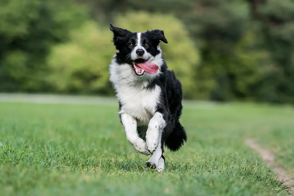 Border Collie. Caractéristiques, caractère et soins