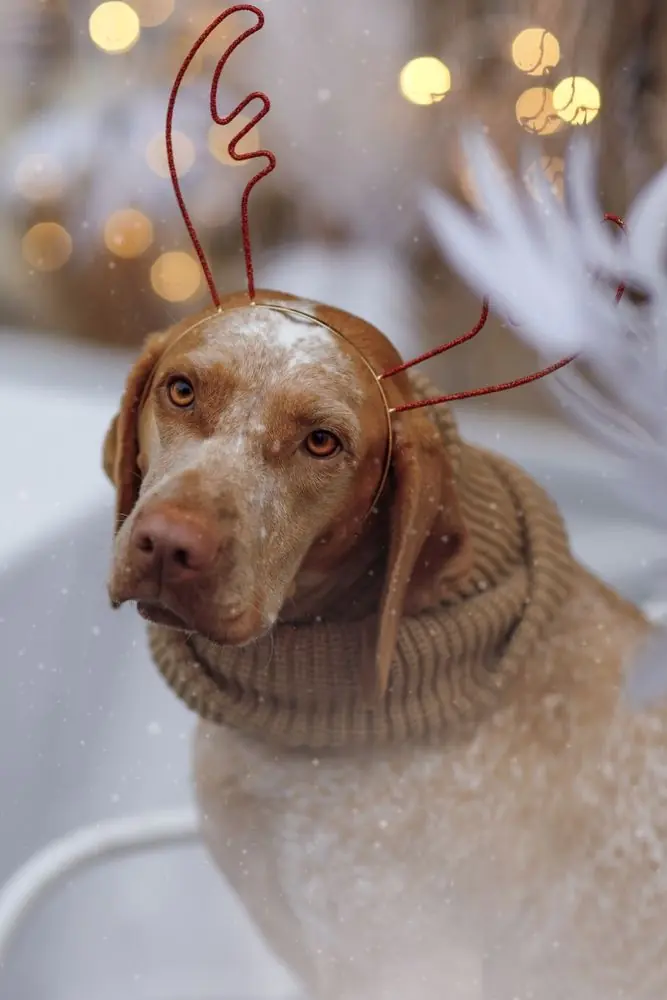 Braque du bourbonnais. Caractéristiques, caractère et soins