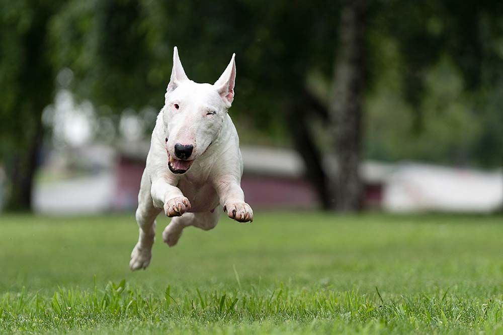 bull terrier ingles ejercicio