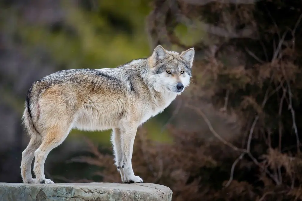 Le chien-loup Mexicain. Caractéristiques, caractère et soins