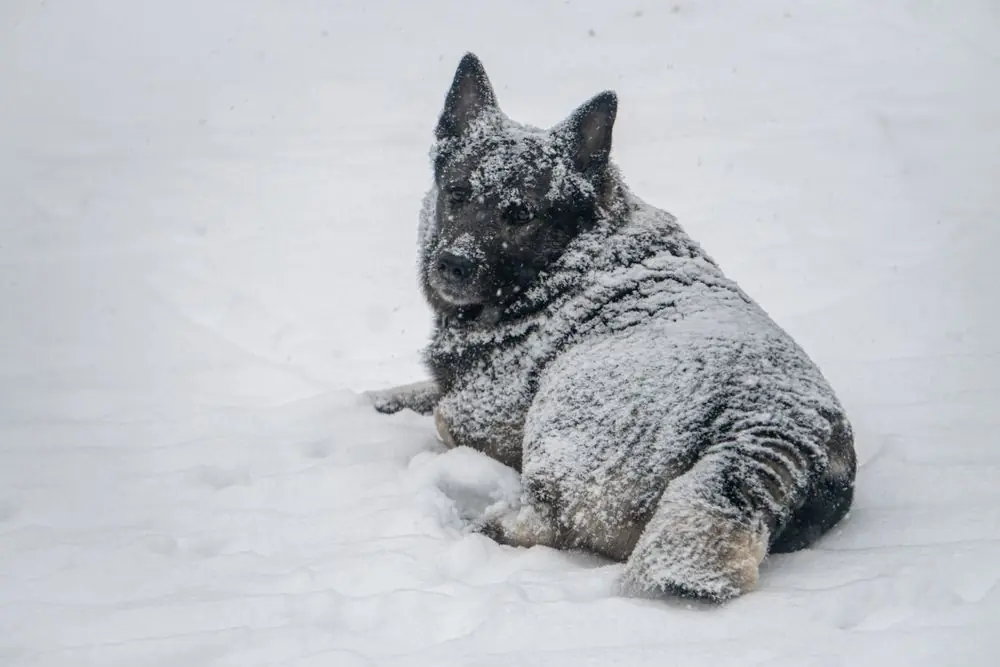 Chien d'arrêt allemand à poil court. Caractéristiques, caractère et soins