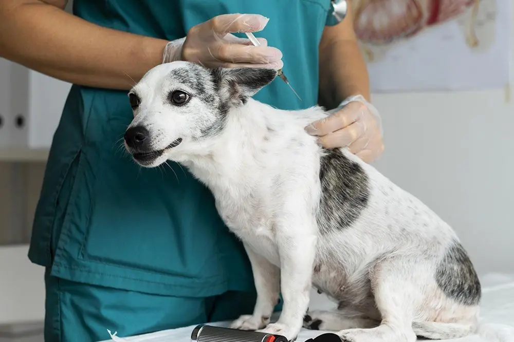 Diabetes en perros: Síntomas, Causas, Tratamiento y Consejos para una Alimentación Saludable