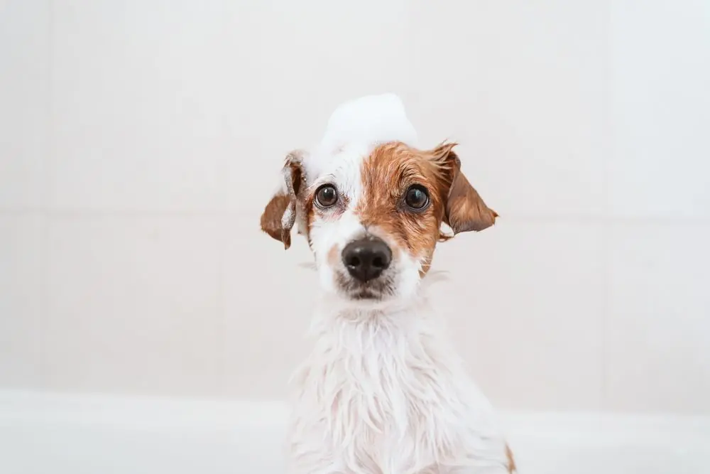 Cute,Lovely,Small,Dog,Wet,In,Bathtub,,Clean,Dog,With