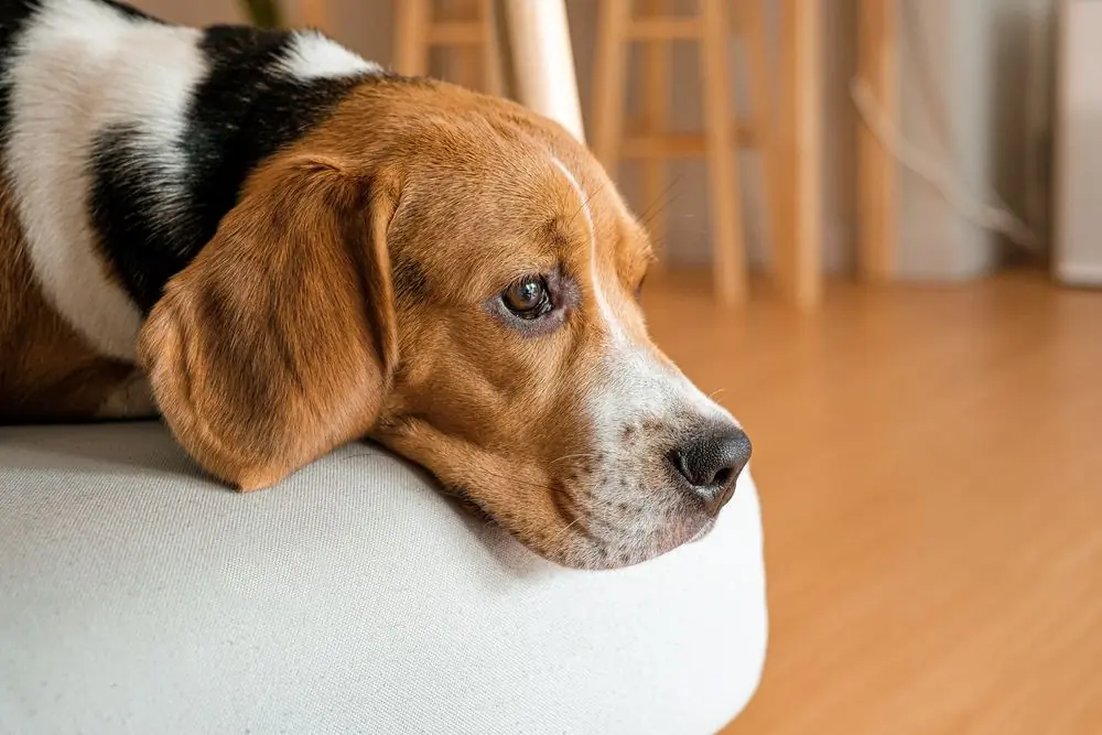 Adorable,Beagle,On,A,Living,Room,Sofa,Looking,Outside